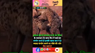 हायना (mating) संवाद के बारे में रोचक तथ्य 🥶🥶#sorts #viral #facts #animals #hayna#trending #ytshort