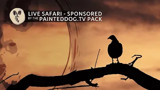 LIVE Safari Sponsored by the Painteddog.tv Pack | 13 January 2024
