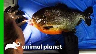 Piranha Needs Operation To Remove Growth From His Mouth | The Aquarium