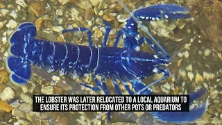 Fisherman Catches Rare 'One In Two Million' Blue Lobster Off British Coast