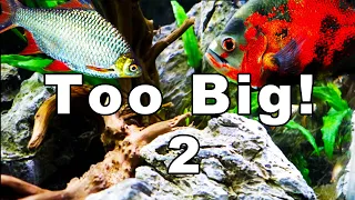 Fish That Get Too Big For Your Tank Part 2: Your 4ft Tank Might Not Be Enough!
