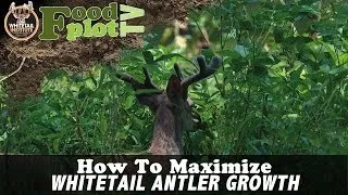 How To Maximize Whitetail Antler Growth