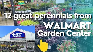 Top 12 Easy-to-grow Perennials for Beginners: Walmart Edition 2023