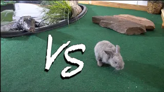 "Crocodile vs Rabbit" Live feeding!!