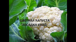 Цветная капуста - посадка  уход.