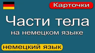 Части тела на немецком языке. Немецкий язык. 🇩🇪