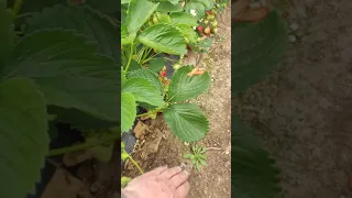 Плодоношение клубники сорта Румба