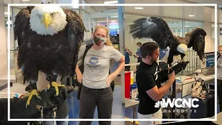 Bald eagle spotted going through TSA at Charlotte airport