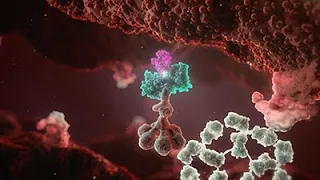 Cold Agglutinin Disease Animation - Mechanism of Disease