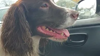 The Fun of owning a Springer Spaniel
