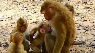 Unbelievable!  Tiny baby Leo steal drink milk of Sis Lucy