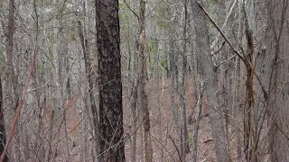 Alabama Bigfoot A Bigfoot beside a log