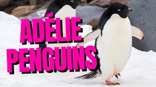 Top 10 Fun Facts About Adelie Penguins 101