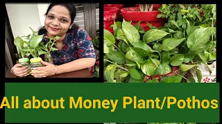 All about Pothos/MoneyPlant#care tips for Money plant