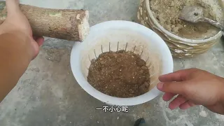 花店门口捡的“巨型发财树”，烂根了，简单处理快速复活