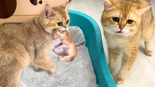 Mom cat carries a kitten to dad cat and calls him to meet her daughter for the first time