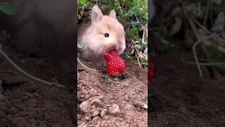 兔子吃草莓好可愛。Cute rabbit eating strawberries. イチゴを食べるかわいいウサギ。 #bunny #萌寵 #rabbit #kelinci