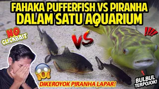 MENEGANGKAN! IKAN BUNTAL FAHAKA VS PIRANHA DALAM SATU TANK! SIAPAKAH IKAN PREDATOR SEJATI?