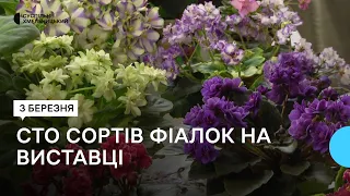 У Хмельницькому відбулася виставка сортових фіалок