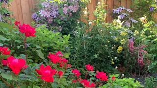 Vernie's Colorful Perennial Garden Tour with Plant Names // Roses, Clematis and More - Mid June 2021