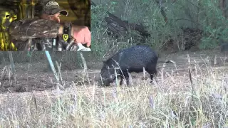 Bowhunting South Texas Javelina 12/28/15