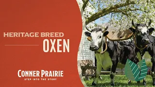 Conner Prairie - Oxen Training
