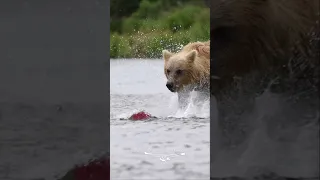 A brown bear catches a sockeye salmon in Alaska