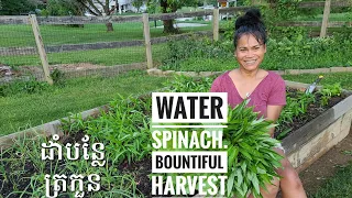 How To Grow Water Spinach Or Morning Glory From Seed To Harvest | Khmer Maryland Backyard Garden