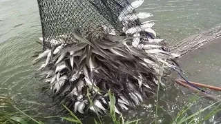 Awesome Best Cast Net Fishing Skill - Unbelievable Big Fish Fastest Cast Net Fishing River