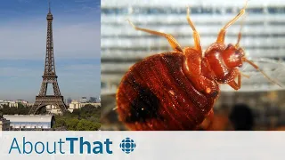 'No one is safe': how Paris is battling a bedbug infestation | About That