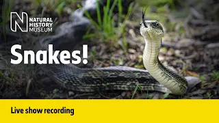 Snakes and Viruses | Live Talk with NHM Scientist