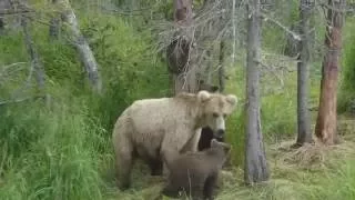 When Mother Bears Collide