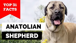 99% of Anatolian Shepherd Dog Owners Don't Know This