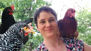 How to tame and integrate new chickens- build trust - a chicken vlog