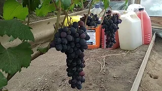 Огляд винограду надраніх і раніх ГФ і сортів
