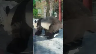 Панда часть 2