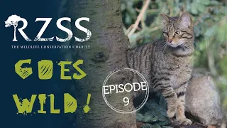 #RZSSGoesWild Episode 9: Saving the Highland tiger