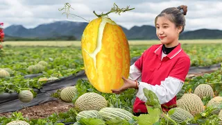 Harvesting HONEYDEW MELON - Make A Tea Break for Kids