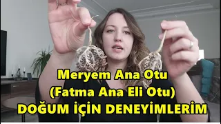 Meryem Ana Otu🌱 (Fatma Ana Eli Otu) Doğum İçin Deneyimim