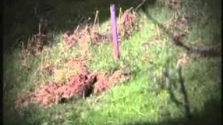 Highland Tiger (the Scottish wildcat) on BBCs Landward from December 2010