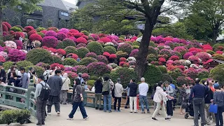 Nezu Shrine Azalea Festival 2024