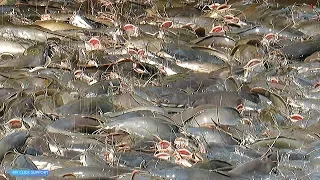 Awesome! Global Aquaculture Fish Production in Asia | Million Big Catfish Eating Pellet Feed in Pond
