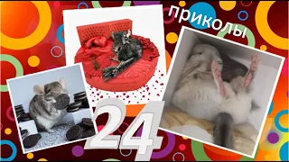 Лучшие приколы про ШИНШИЛЛ! Смешные ШИНШИЛЛЫ! Funny chinchillas❤#24