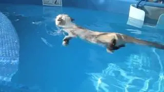 Кот плывет в бассейне.