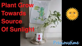 Plant VS Sunlight Experiment Plant Grow Towards Sunlight - Science For Kids