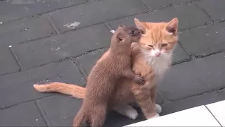 CUTE WEASEL PLAYING WITH GINGER CAT MUST WATCH!