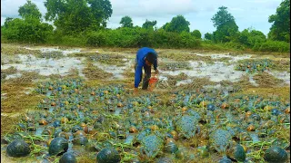 Amazing Finding & Catching Snail In Rainy Season! A Fisherman Catch A Lot of Snails, Crabs and Frog