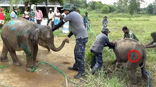 The innocent baby elephant that lost his way and stranded after the death of his mother.