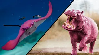 11 RAREST Completely PINK Animals In The World!