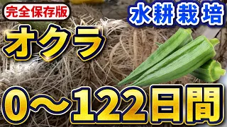 【完全保存版】水耕オクラ栽培！0~153日間【苗👉収穫まで】失敗しないポイントを一気に紹介！